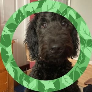 Meet your Posher, Peter